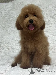 Дополнительные фото: Female toy poodle/ 8.5 months