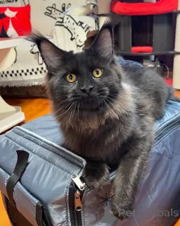 Фото №2 к объявлению №155323 о продаже мейн-кун - купить в Дании частное объявление