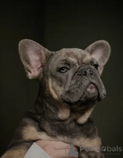 Фото №1. французский бульдог - купить в Инсбрук за договорная. Объявление №161460