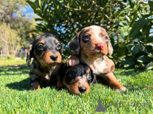 Фото №1. такса - купить в Мюнхене за договорная. Объявление №160853
