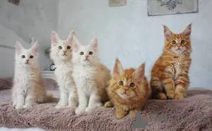 Фото №1. мейн-кун - купить в Халденберг за Бесплатно. Объявление №165769