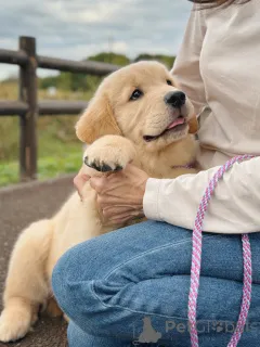 Фото №2 к объявлению №158049 о продаже золотистого ретривера - купить в Германии заводчик