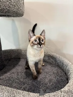 Фото №3. Очаровательные бенгальские котят для усыновления. Германия