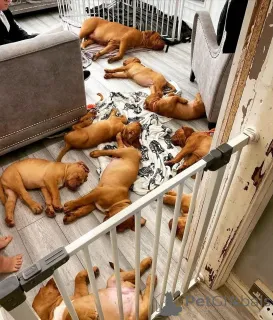Фото №3. Cute Dogue de Bordeaux puppies available for sale..  Германия