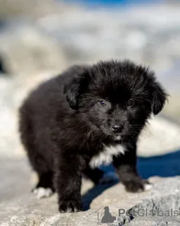 Дополнительные фото: Щенки ищут тёплый дом и любящее сердце!