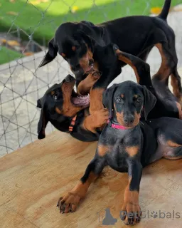 Фото №1. доберман - купить в Гейленкирхен за договорная. Объявление №162367