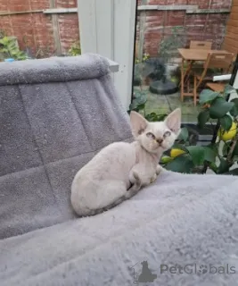 Фото №4. Продам девон рекса в Берлине заводчик - цена договорная