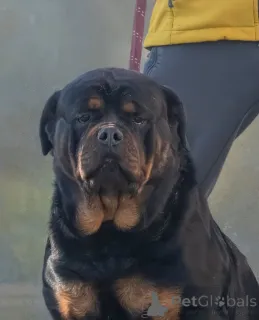 Фото №1. ротвейлер - купить в Люлин, София за 31454₽. Объявление №161327