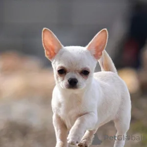 Дополнительные фото: 3 щенка чихуахуа ищут любящий дом! Игривый, нежный и гипоаллергенный идеально