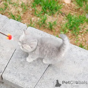 Фото №2 к объявлению №152207 о продаже манчкин - купить в США заводчик