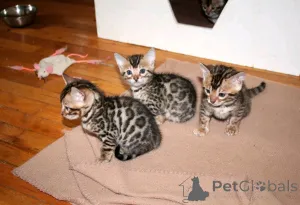 Фото №1. бенгальская - купить в Берлине за 51022₽. Объявление №161347