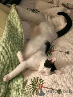 Фото №3. Эта очаровательная белая персидская куколка свяжитесь с WhatsApp Business. Финляндия