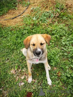 Дополнительные фото: Ультра - молодая, добрая, ласковая девочка, которая ищет свою любящую семью!