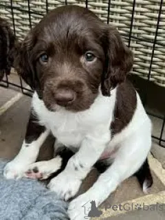 Фото №3. Английский спрингер-спаниель Welpen zu verkaufen.  Нидерланды