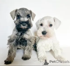 Фото №4. Продажа цвергшнауцера в Варшаве  - цена договорная