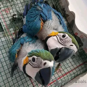 Фото №1.  - купить в Берлине за Бесплатно. Объявление №139132