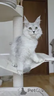 Фото №4. Продам мейн-куна в Арел заводчик - цена договорная