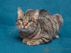 Дополнительные фото: Малышка Муся ищет дом и любящее сердце