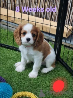 Дополнительные фото: Blenheim Cavalier King Charles Snapiel, 3 слева, готово сейчас