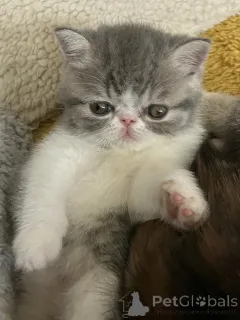 Фото №2 к объявлению №160874 о продаже экзотическая - купить в Финляндии заводчик