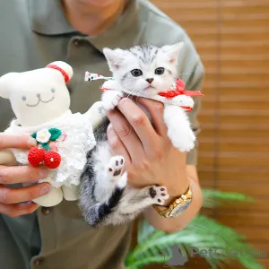 Фото №2 к объявлению №164490 о продаже манчкин - купить в Франции частное объявление