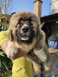 Дополнительные фото: Кавказская немецкая овчарка, щенки