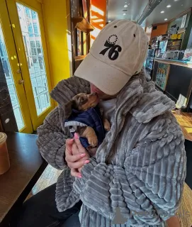 Фото №2 к объявлению №167792 о продаже таксу - купить в Германии частное объявление, из приюта