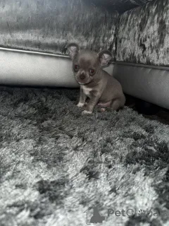 Дополнительные фото: Wunderschöne, Beim KC Registrierte Chihuahuas