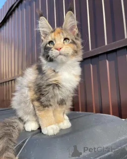 Фото №4. Продам мейн-куна в Гамбург частное объявление - цена договорная