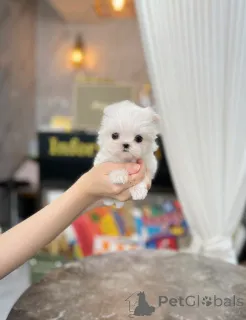 Фото №2 к объявлению №148776 о продаже мальтийскую болонку - купить в Великобритании частное объявление