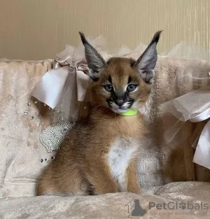 Дополнительные фото: dostępne kocięta caracal i caracat, savannah f1 i serval