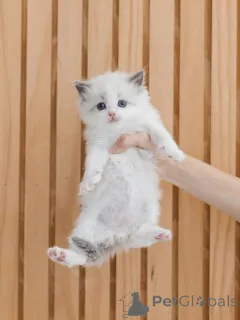 Дополнительные фото: Милый котенок Рэгдолл