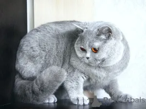Дополнительные фото: Загорайте британскую короткую шорте