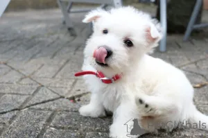 Дополнительные фото: Потрясающие щенки вест-хайленд-терьера