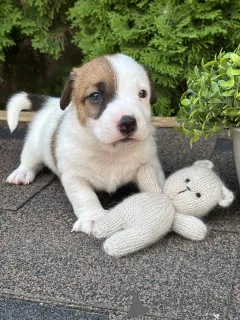 Дополнительные фото: Щенки Джек Рассел Терьер