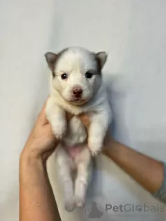 Дополнительные фото: Pomsky puppies (Щенки Помски)