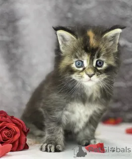 Фото №1. мейн-кун - купить в Баден-Бадене за 51022₽. Объявление №163325