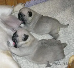 Фото №1. мопс - купить в Dielsdorf за договорная. Объявление №143067