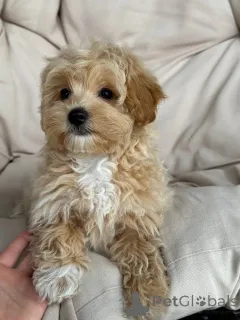 Фото №1.  - купить в Берлине за 139151₽. Объявление №143530