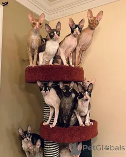 Фото №1. корниш рекс - купить в Фридберг (Гессен) за договорная. Объявление №164207