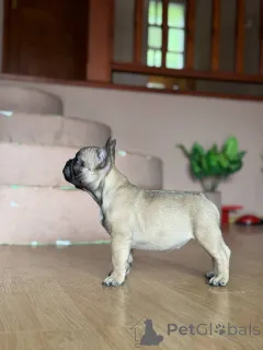 Дополнительные фото: Французский бульдог красивые щенки