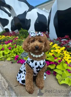 Фото №1. пудель (королевский) - купить в Алис Спрингс за 29570₽. Объявление №146067