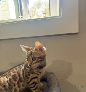 Фото №3. Reinrassige Bengal-Katze Kontakt per WhatsApp unter 44 7453 907158. Германия