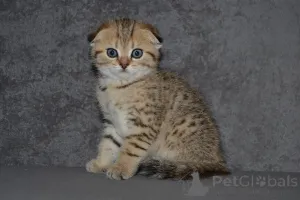 Дополнительные фото: Породные Шотландские котята