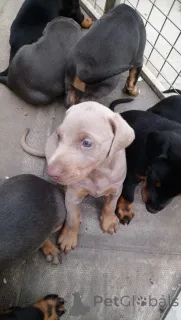 Фото №1. беспородная - купить в Одиенс за 55660₽. Объявление №167511