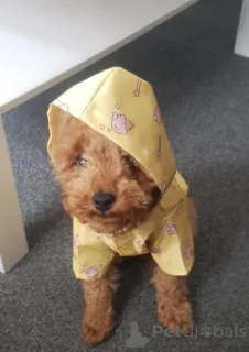 Фото №4. Продажа беспородную в Zürich заводчик - цена 36179₽