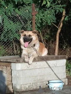 Фото №1. беспородная - купить в Минске за Бесплатно. Объявление №167687