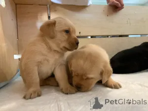 Фото №3. Лабрадор ретривер на усыновление.  Германия