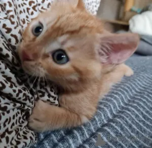 Фото №1. тойгер - купить в Enontekiö за Бесплатно. Объявление №146292