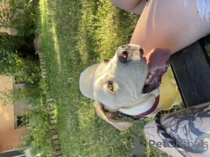 Фото №3. Продам собаку, кане корсы.  Чехия